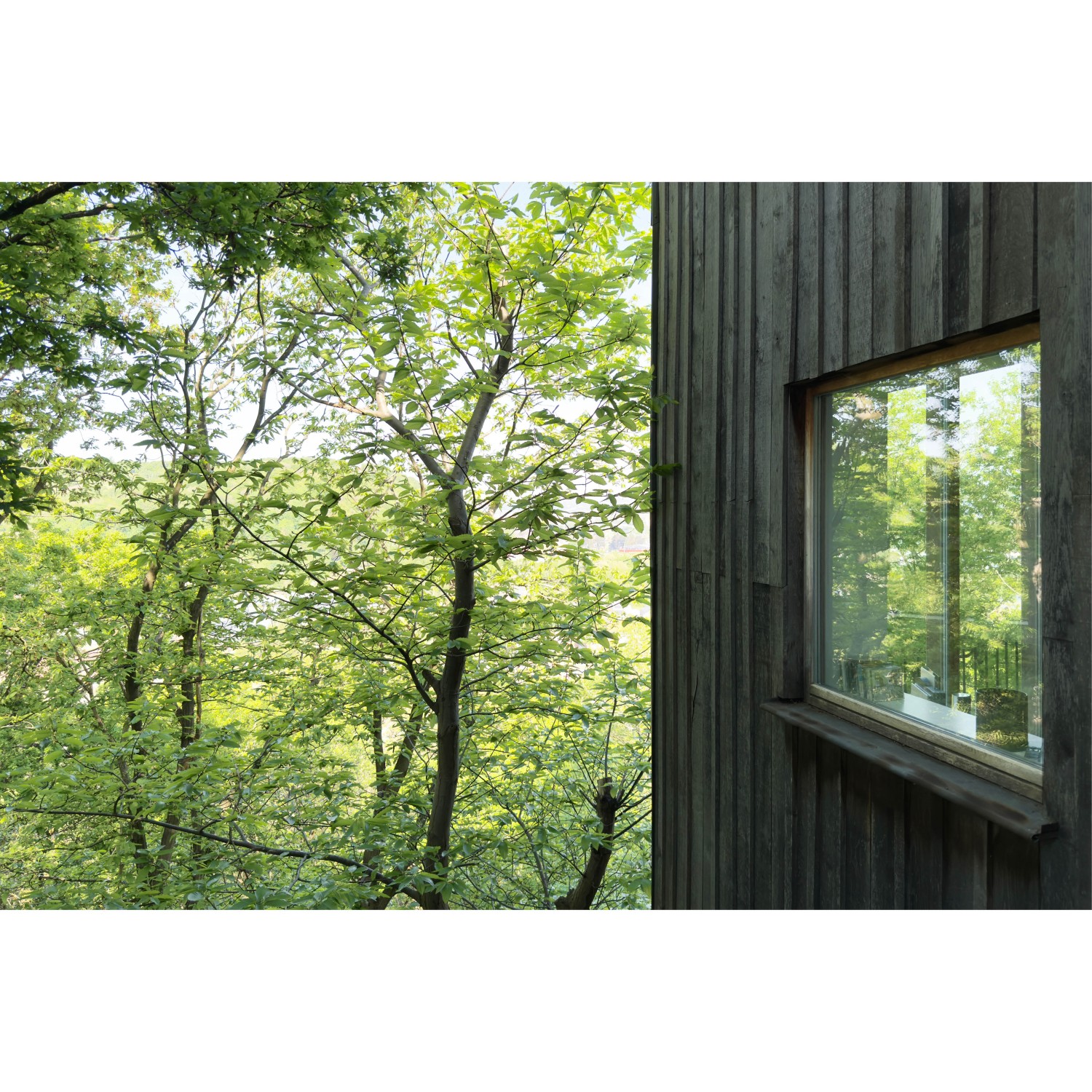 Projet_Habitation arbres106.jpg