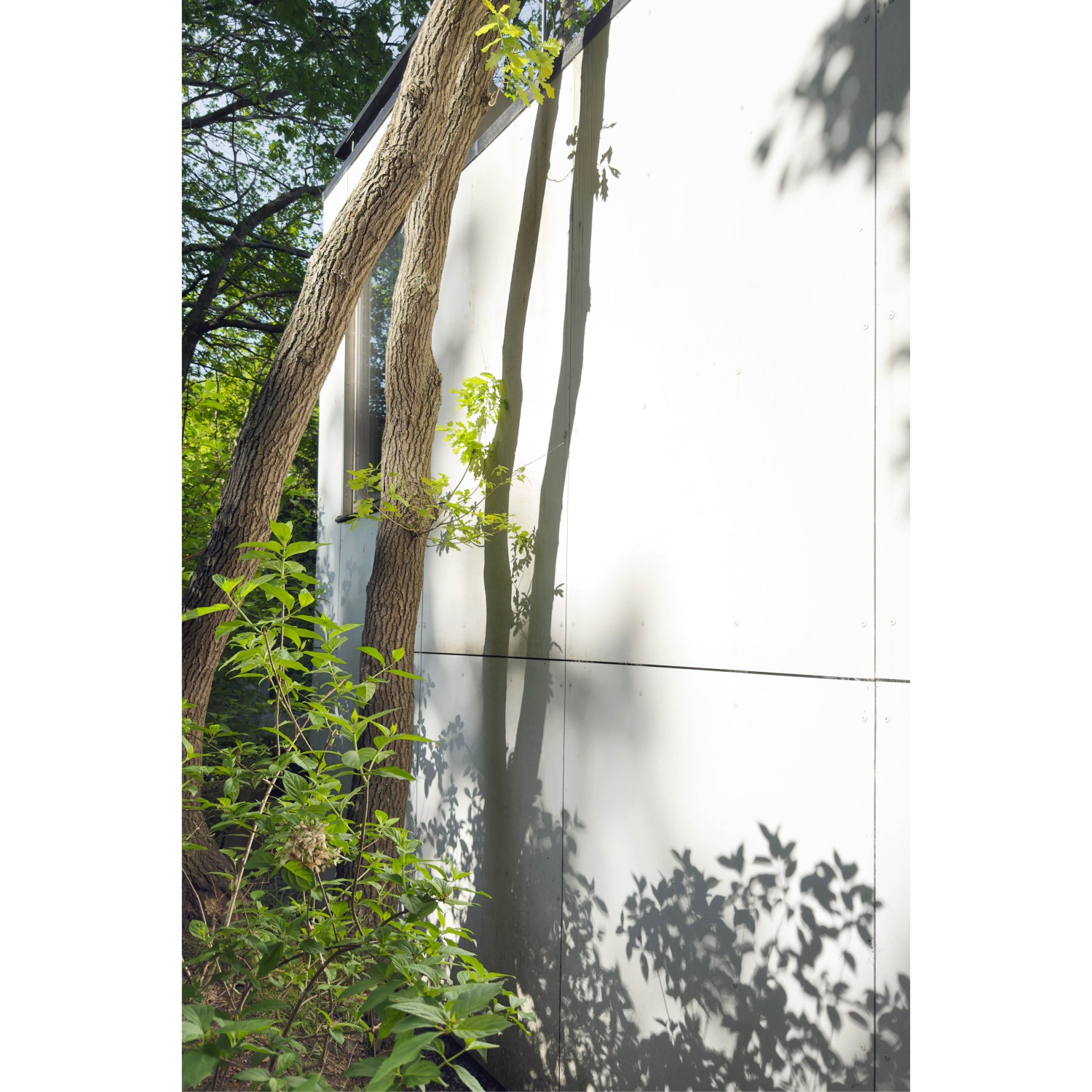 Projet_Habitation arbres105.jpg