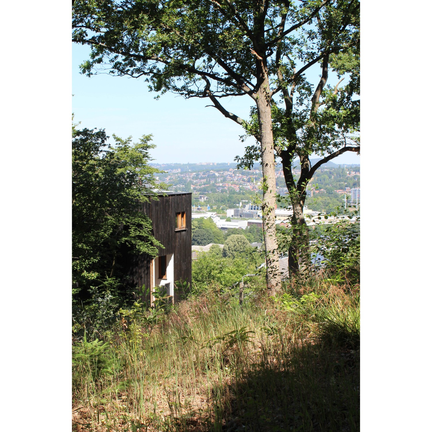 Projet_Habitation arbres5.jpg